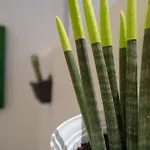 Casa Cactus