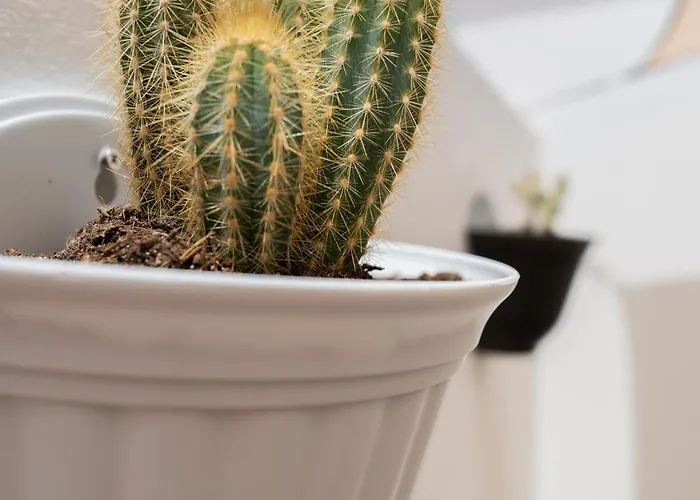 Casa Cactus بيت للعطل