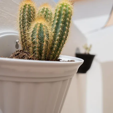 Casa Cactus Prázdninový dům