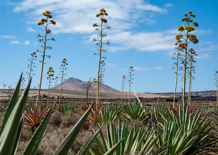 Сasa de vacaciones Casa Cactus Villaverde (Fuerteventura)