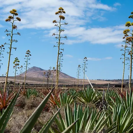 Hébergement de vacances Casa Cactus Villaverde (Fuerteventura)